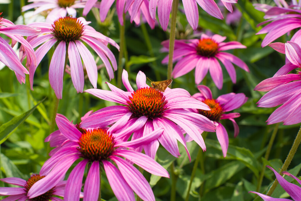 Coneflowers and Friend by tosee