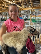 20th Jul 2021 - Getting ready for sheep show.