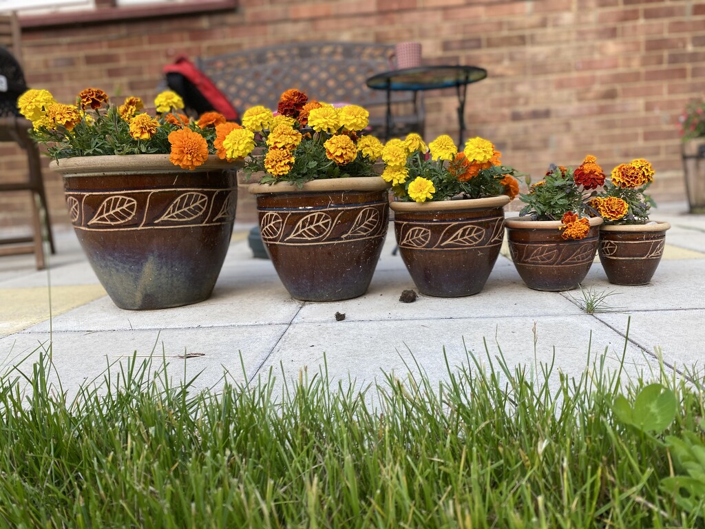Flower pots  by cafict