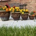 Flower pots  by cafict