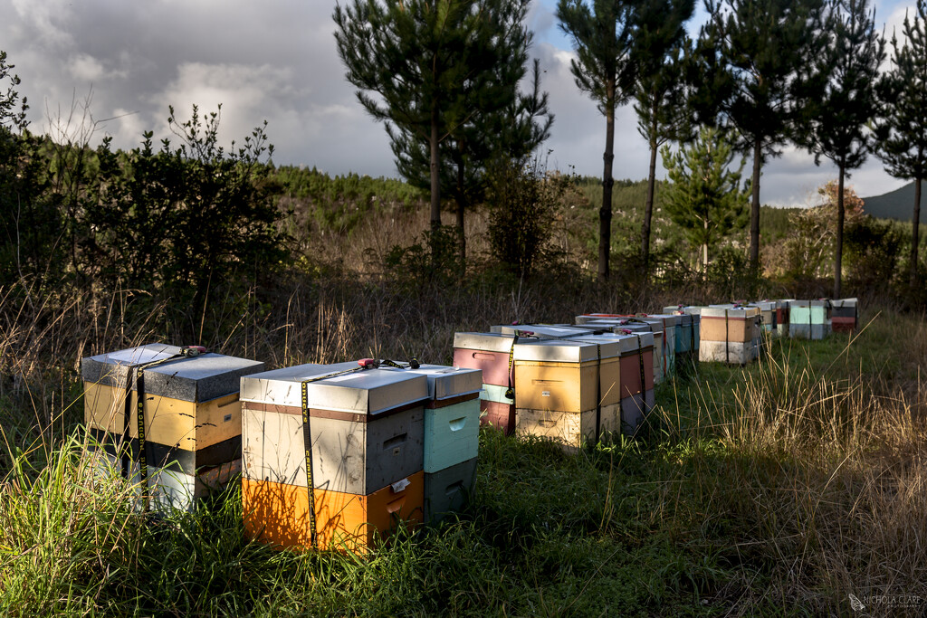 Beehives by nickspicsnz