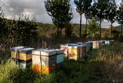 21st Jul 2021 - Beehives