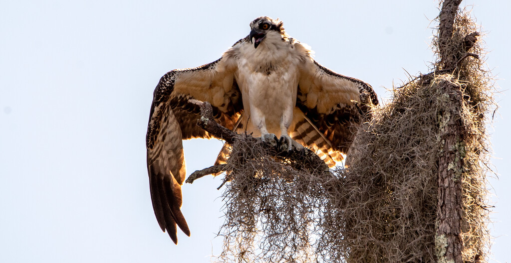 Osprey, Drying and Screaming! by rickster549