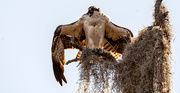 20th Jul 2021 - Osprey, Drying and Screaming!