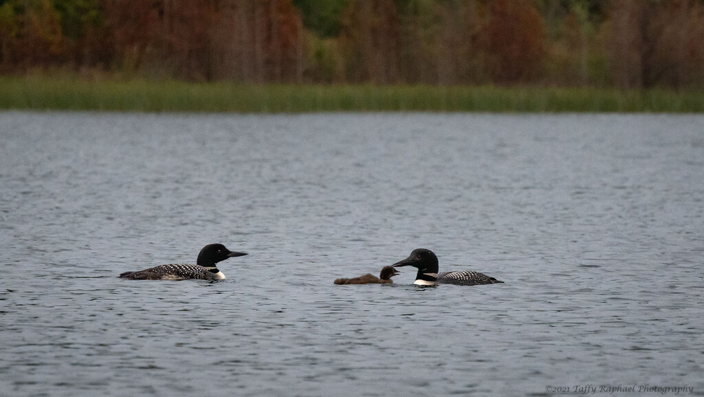 Loon Family Goes for a Swim by taffy