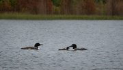 20th Jul 2021 - Loon Family Goes for a Swim