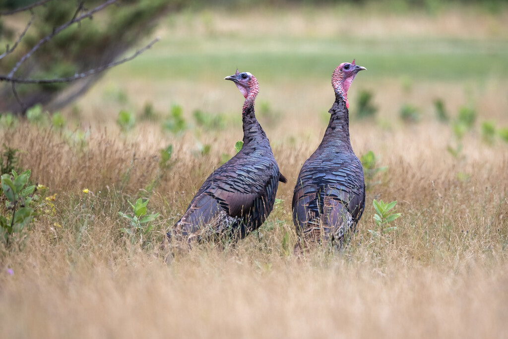 Turkeys on the Golf Course by jyokota