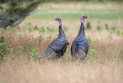 8th Jul 2021 - Turkeys on the Golf Course