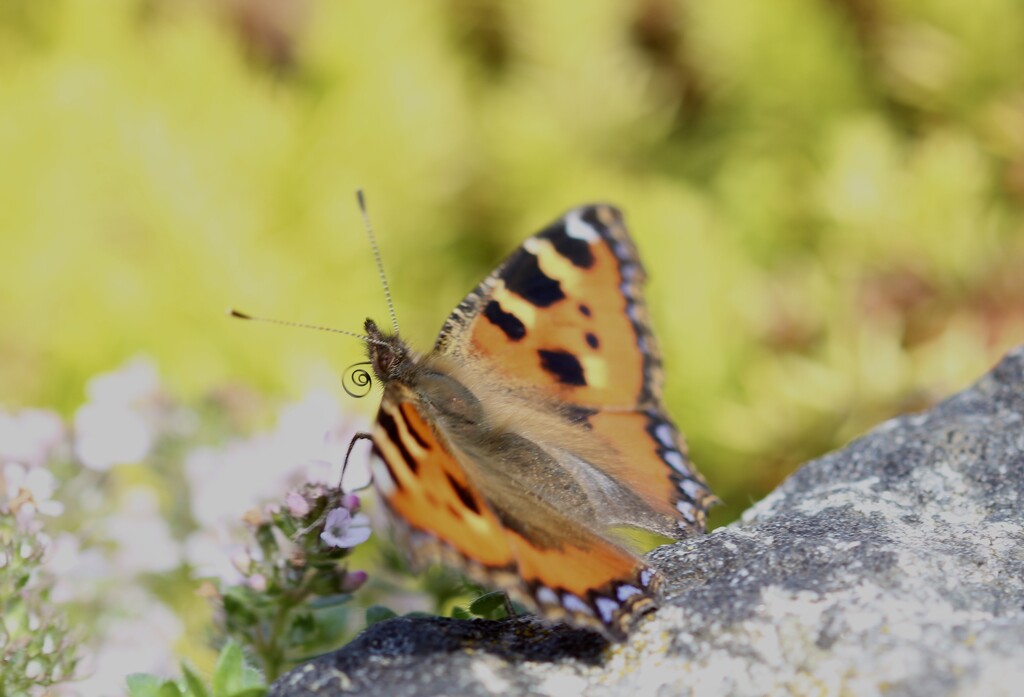 Painted Lady by jamibann