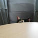 Stalking cat by nami