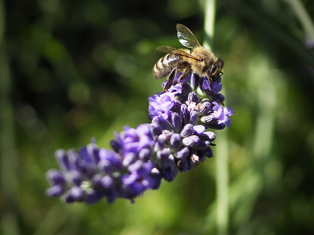 Bee on lavender by jon_lip