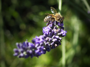 21st Jul 2021 - Bee on lavender