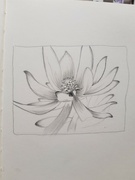 1st Jul 2021 - Flower in pencil