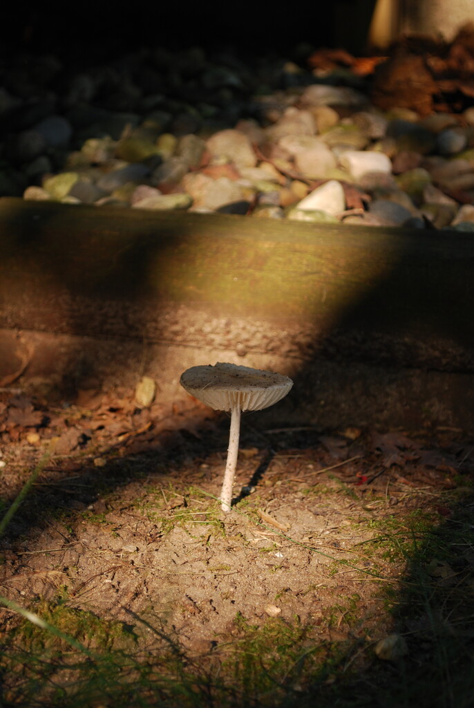front yard fungi  by stillmoments33