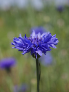 22nd Jul 2021 - Cornflower at the allotments