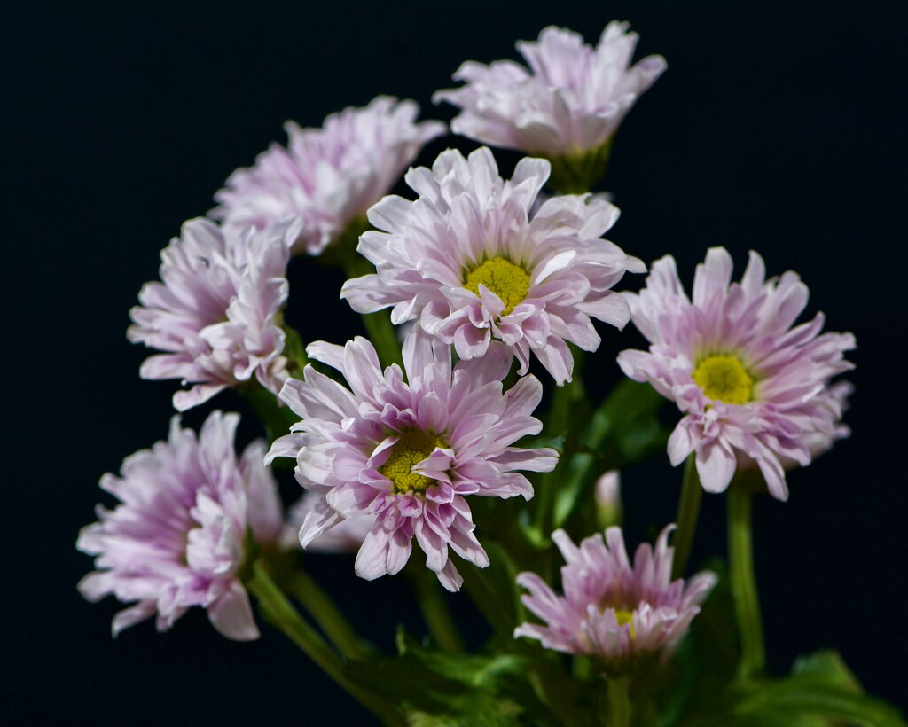 Flowers From A Friend DSC_7584 by merrelyn