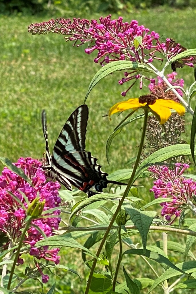 Zebra Swallowtail by tunia