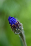 21st Jul 2021 - Wildflower bud........