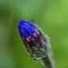 Wildflower bud........ by ziggy77