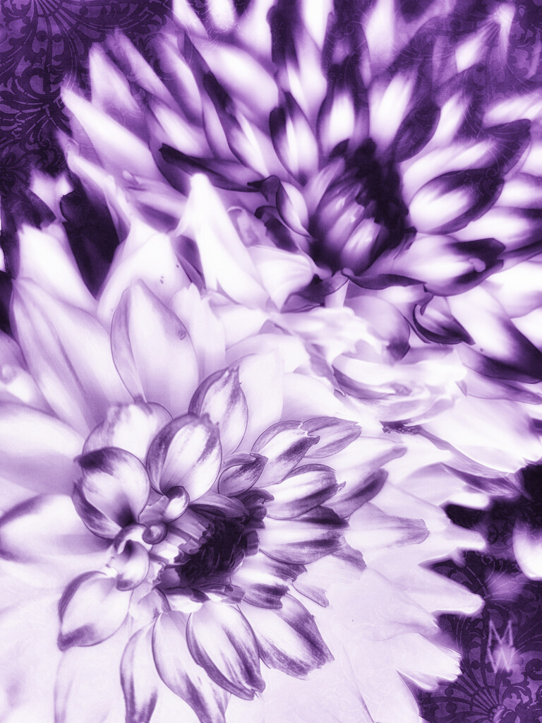 2021-07-21 dahlia abstract by mona65