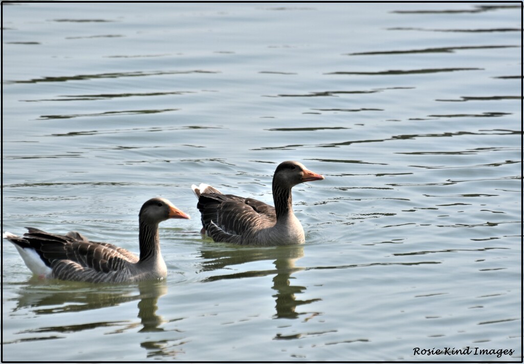A gaggle of geese by rosiekind