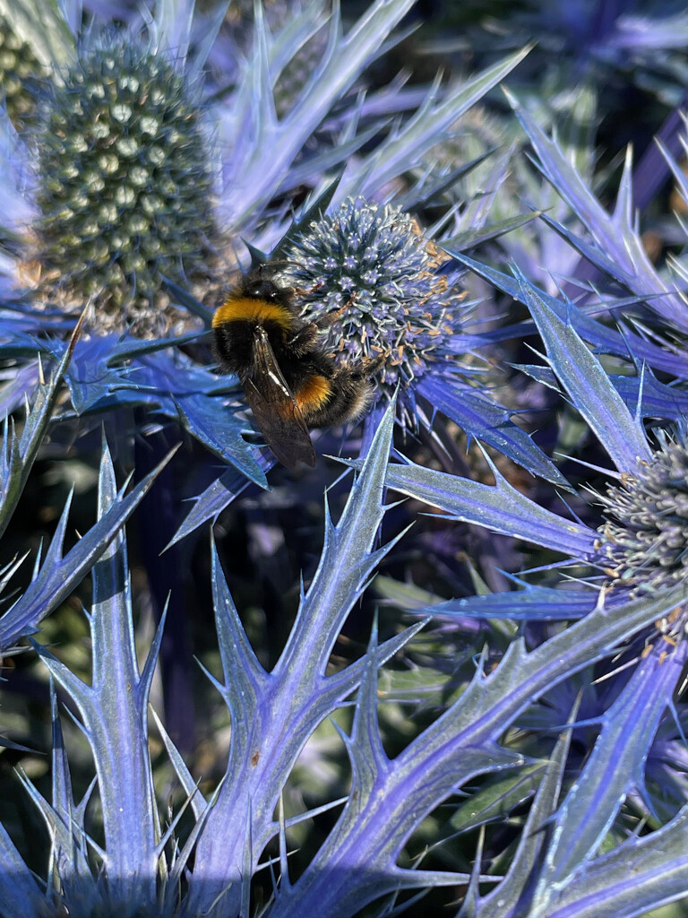 Bee on Blue by 365projectmaxine