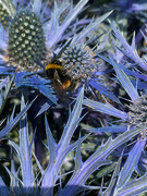 20th Jul 2021 - Bee on Blue