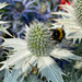 Bee on White by 365projectmaxine