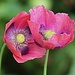 Pair of Pink n Purple Poppies by carole_sandford