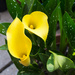 Calla lily by busylady