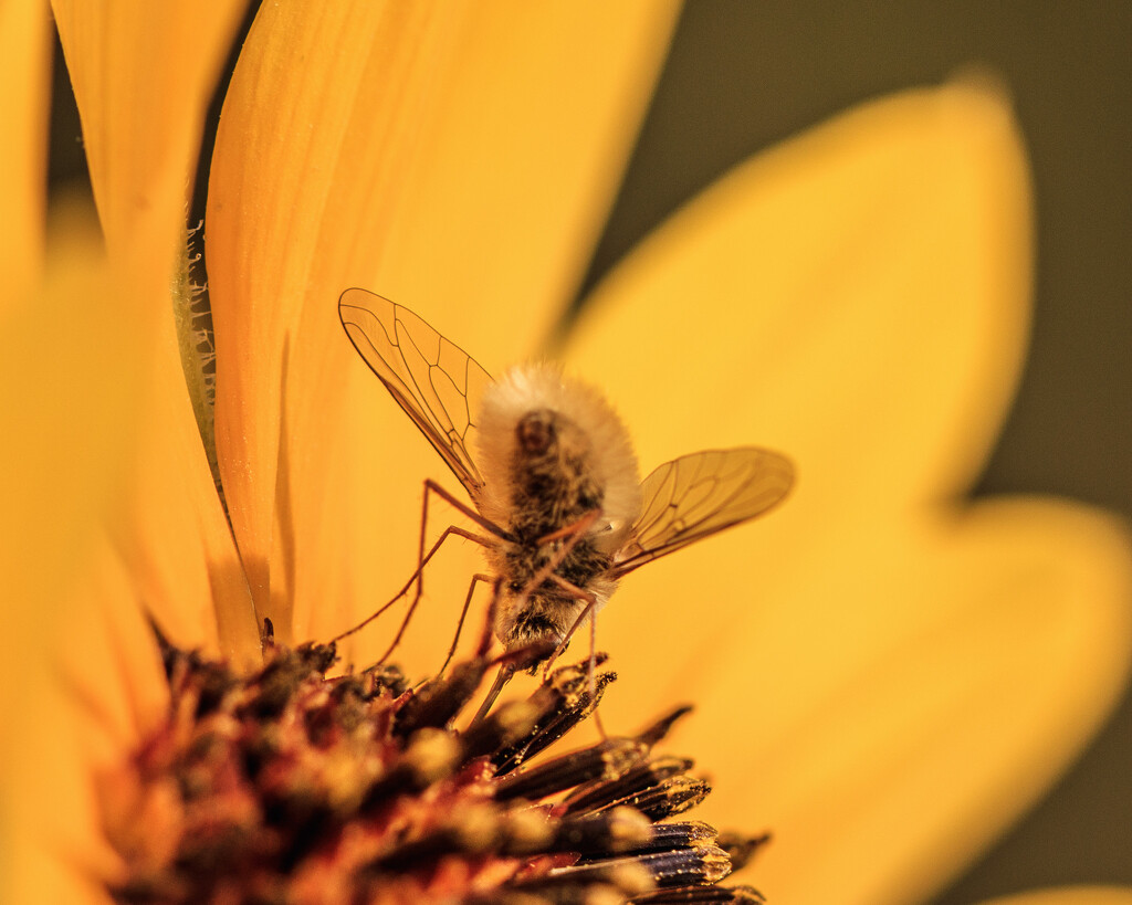 sunflower visitor by aecasey