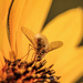 sunflower visitor by aecasey