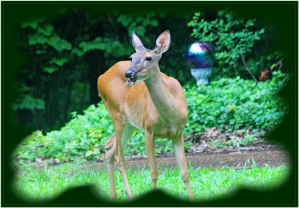 Deer in my Yard by vernabeth