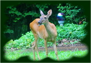 11th Jul 2021 - Deer in my Yard