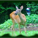 Deer in my Yard by vernabeth