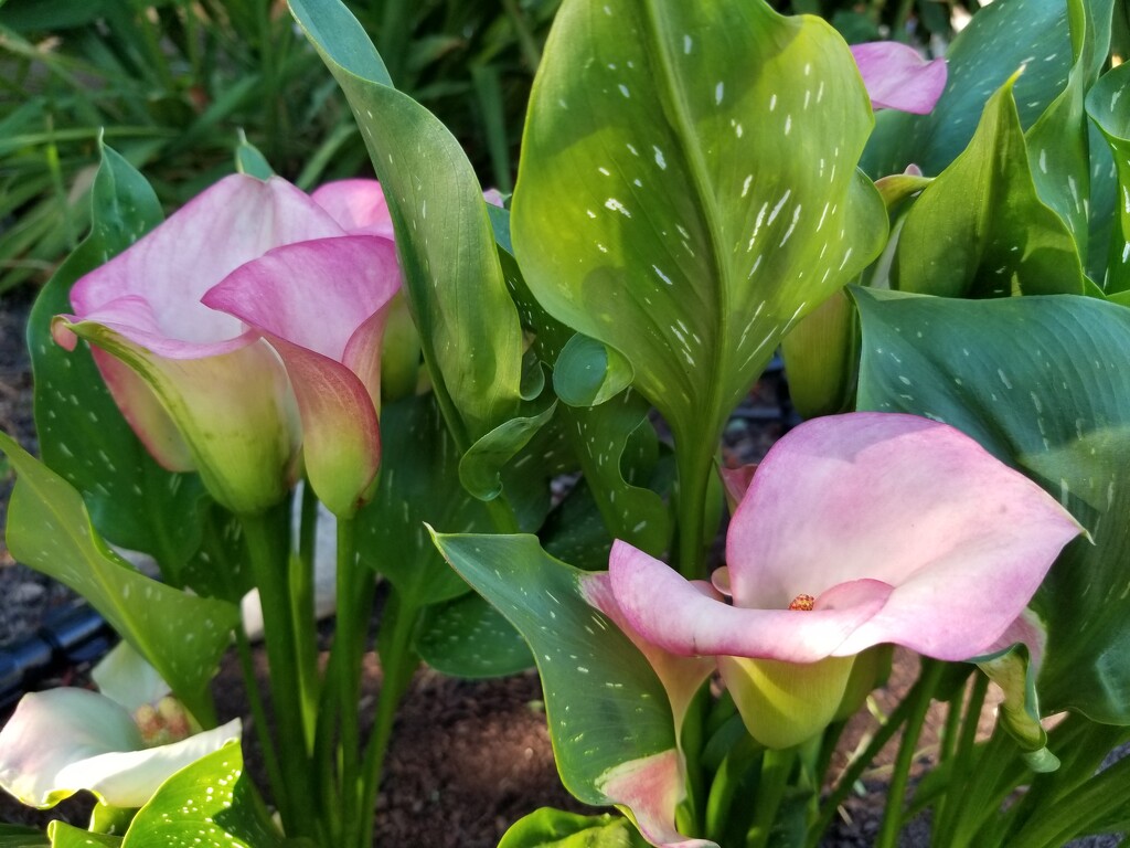 Calla Lilies by kimmer50