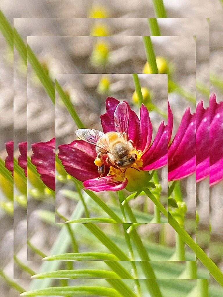 The bee always sticks the landing. by njmom3