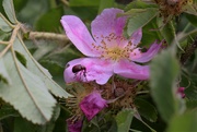 20th Jul 2021 - Wild primrose with bug.