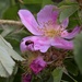Wild primrose with bug. by sandlily