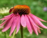 20th Jul 2021 - Beetle and Coneflower