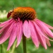 Beetle and Coneflower by mzzhope