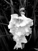18th Jul 2021 - Black and White Gladiola