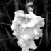 Black and White Gladiola by homeschoolmom