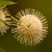 Pin Cushion Flower (Button Bush)! by rickster549