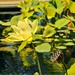 Lotus via Prisma App by mariaostrowski