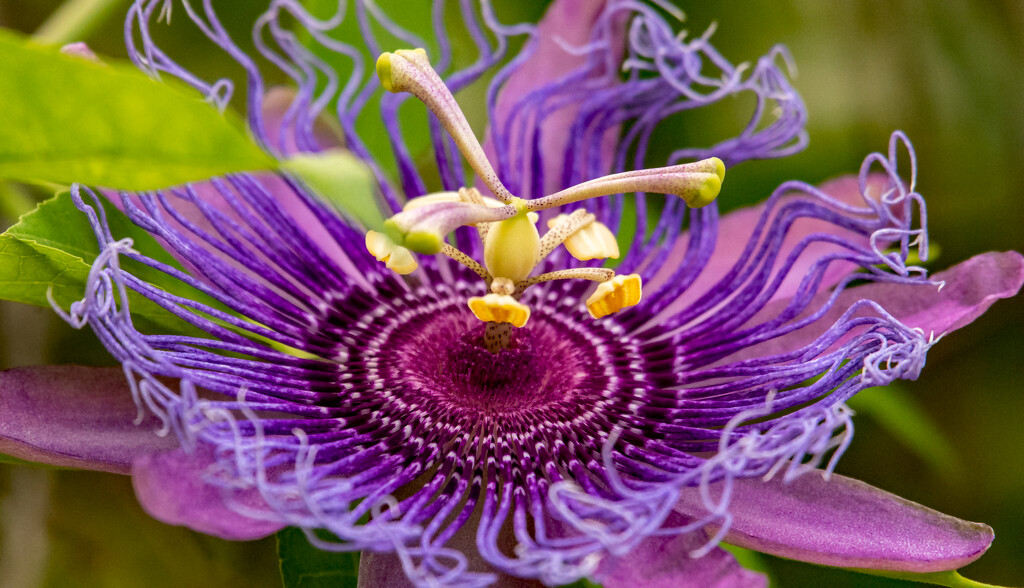 Passion Flower! by rickster549