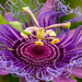 Passion Flower! by rickster549