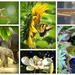 My 'Favorite' Pictures in a Collage by homeschoolmom
