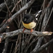 Tomtit on Pigeon Island by maureenpp