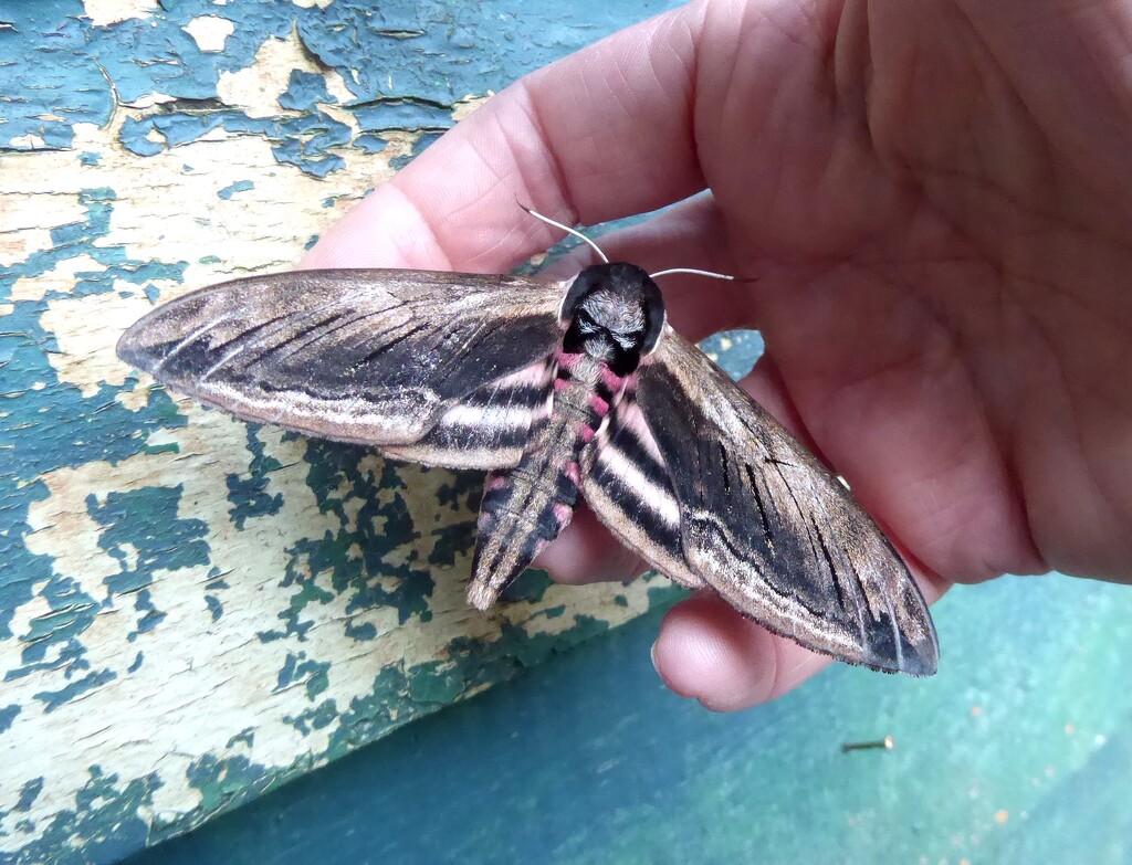 Privet hawk moth by steveandkerry